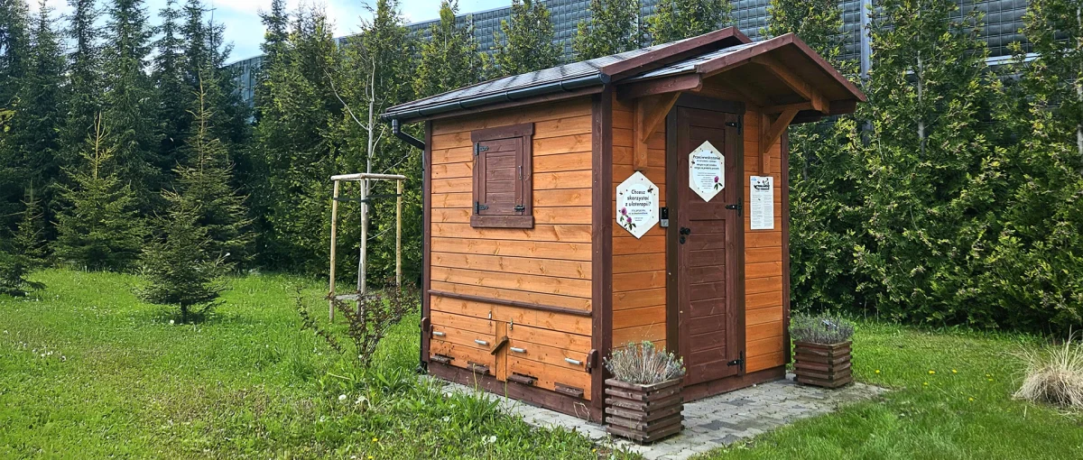zdjęcie ula w galerii solnej
